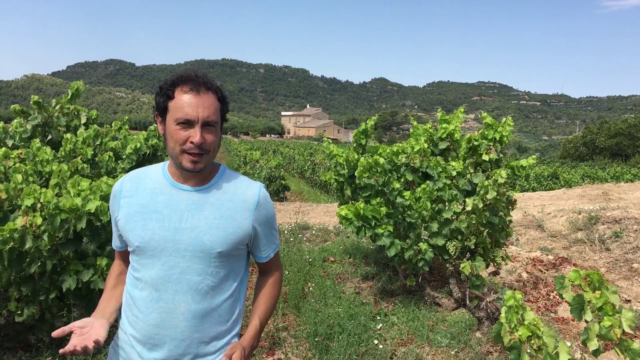 Garnatxa negra. Mas de les Vinyes al Juliol