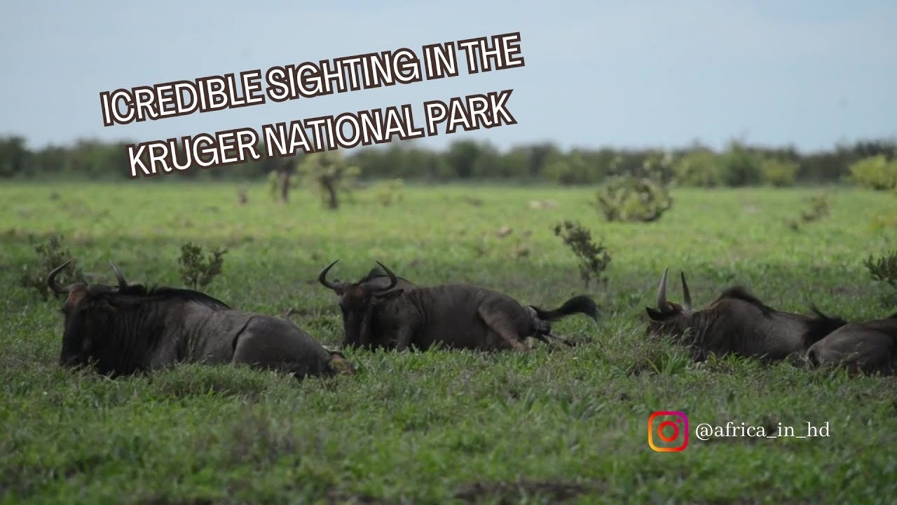 Wildebeest giving birth in the Kruger National Park!!