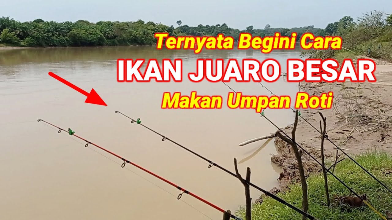 Mancing ikan juaro besar di spot baung || vlog #11