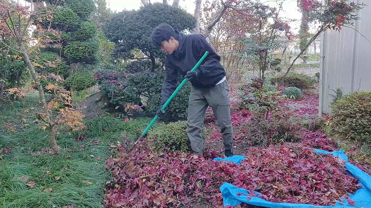 庭師から教わった、楽な落ち葉拾いの仕方