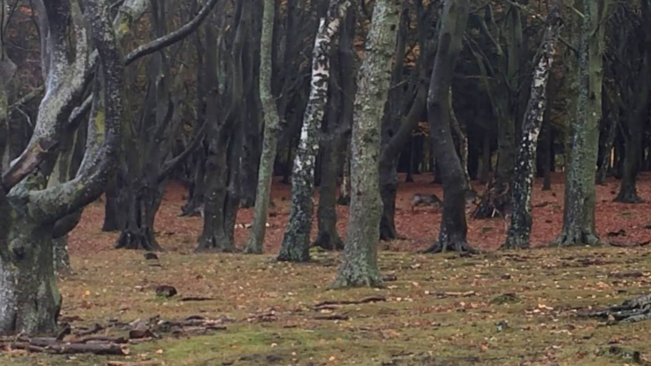D&aring;vildt og kronvildt i brunst i Dyrehaven i Esbjerg