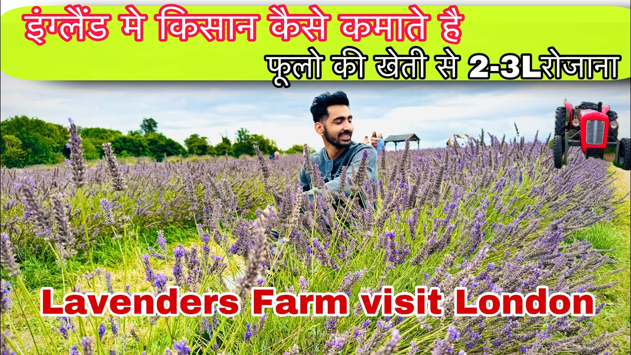 इंग्लैंड🇬🇧मे किसान कैसे कमाते है फूलो की खेती से 2/3 लाख रोजना?Lavenders Farm Visit London #farming