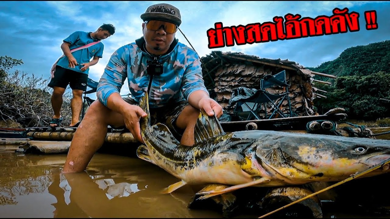 ย่างสดปลากดคังยักษ์ ไซส์ใหญ่บึ้ม เนื้อฉ่ำโคตร!!!