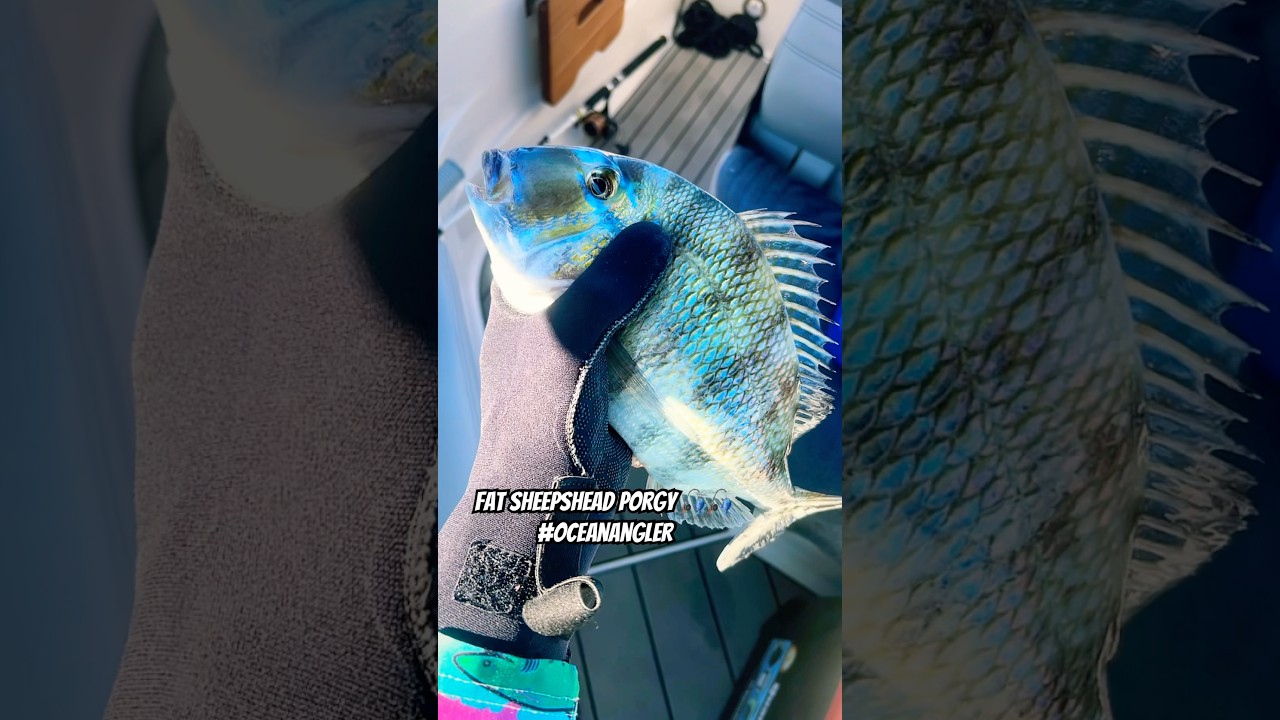 Fat Sheepshead Porgy Catch Subscribe 4 more fishing content 
