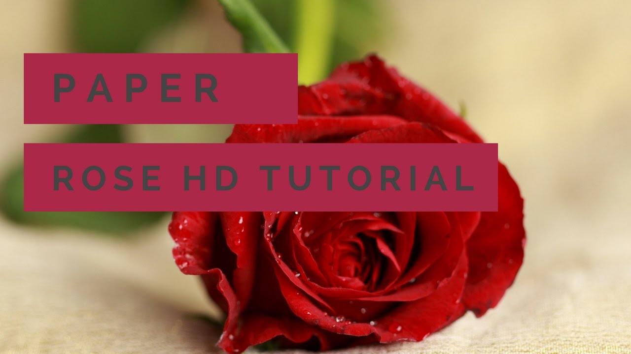 Paper Rose HD Tutorial for Children | AM English Channel | Aishu | Mohan Clarke | Art Designs Tricks
