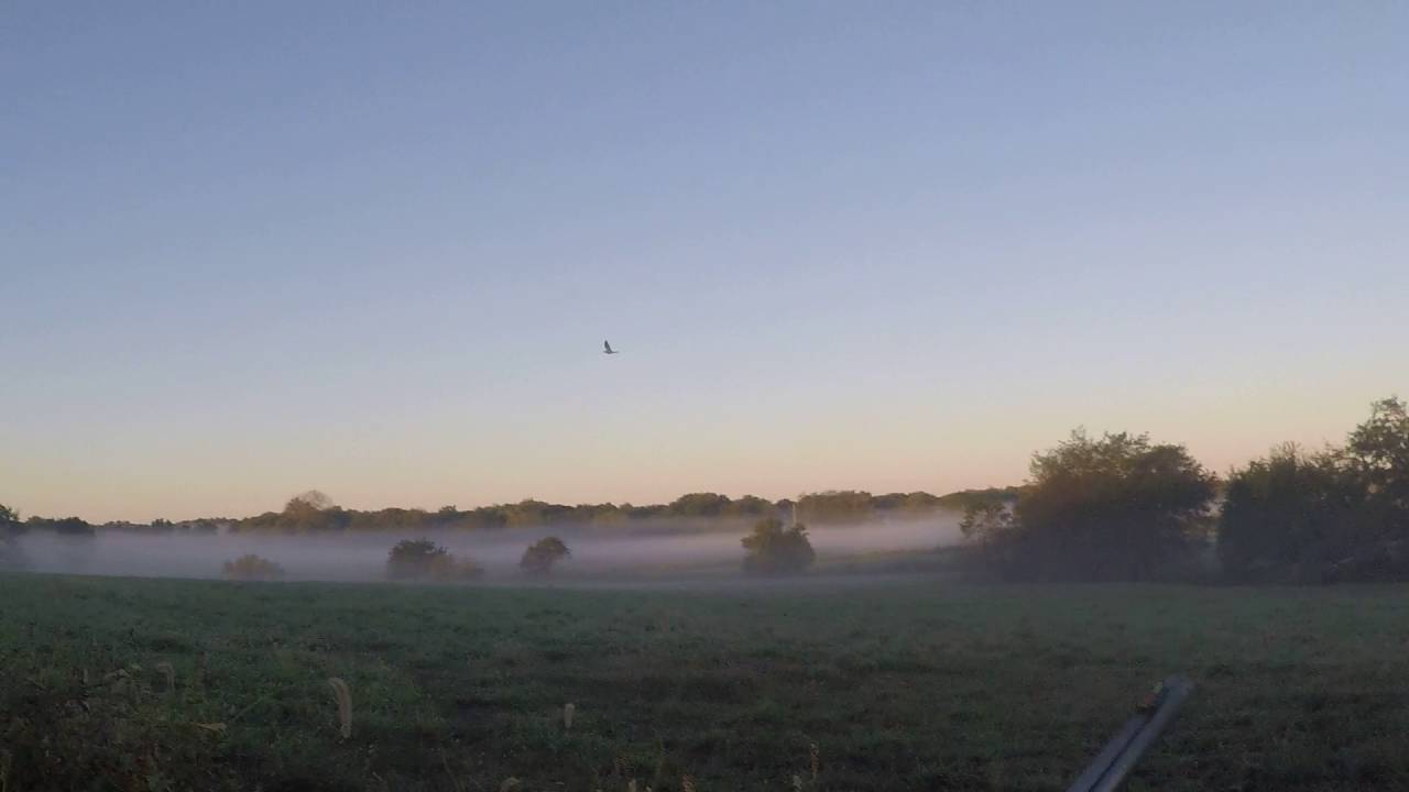 Nice dove shot