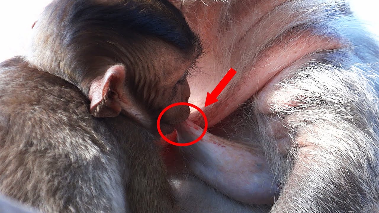 It's really cute, the little monkey is drinking milk and sleeping warmly in its mother's arms.