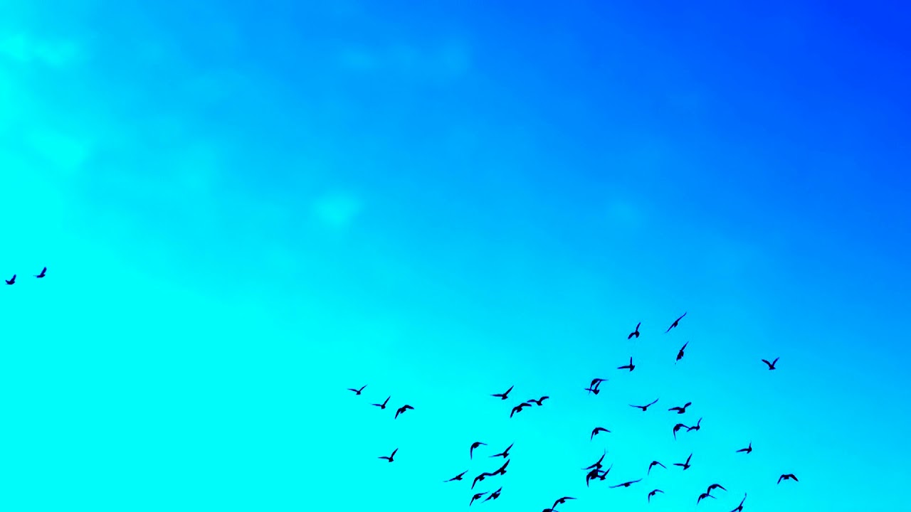 032171454 birds flying blue fantasy sky