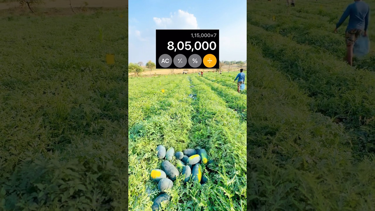 Profit🤑💰 #agriculture #dailyvlog #farming #watermelon