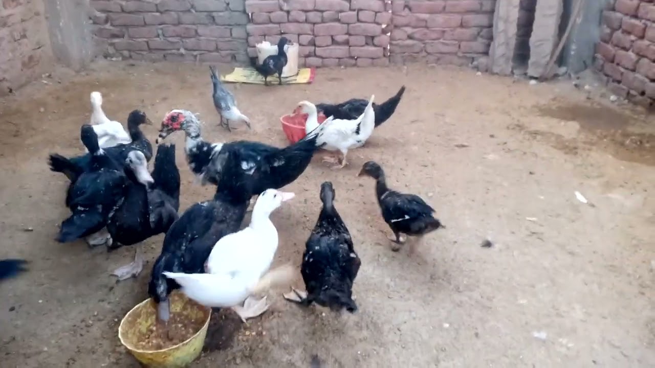 روتينى عند البط البلدى او البح  بلهجة اهل الصعيد