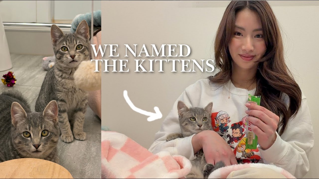 From Scared to Snuggly: Foster Kittens Experience Their First Everything!!