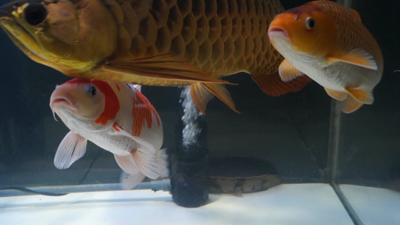 【錦鯉】水槽飼育はじめました