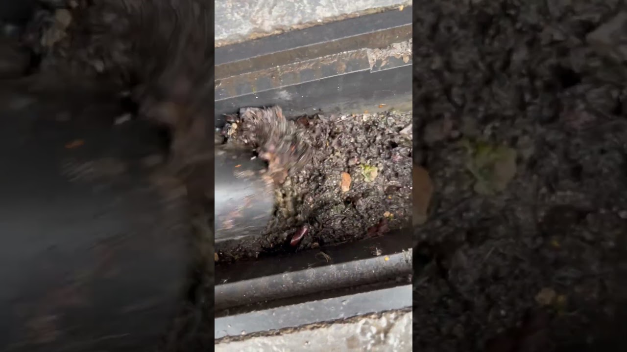 Panther doing it’s thing on a soak way.. 