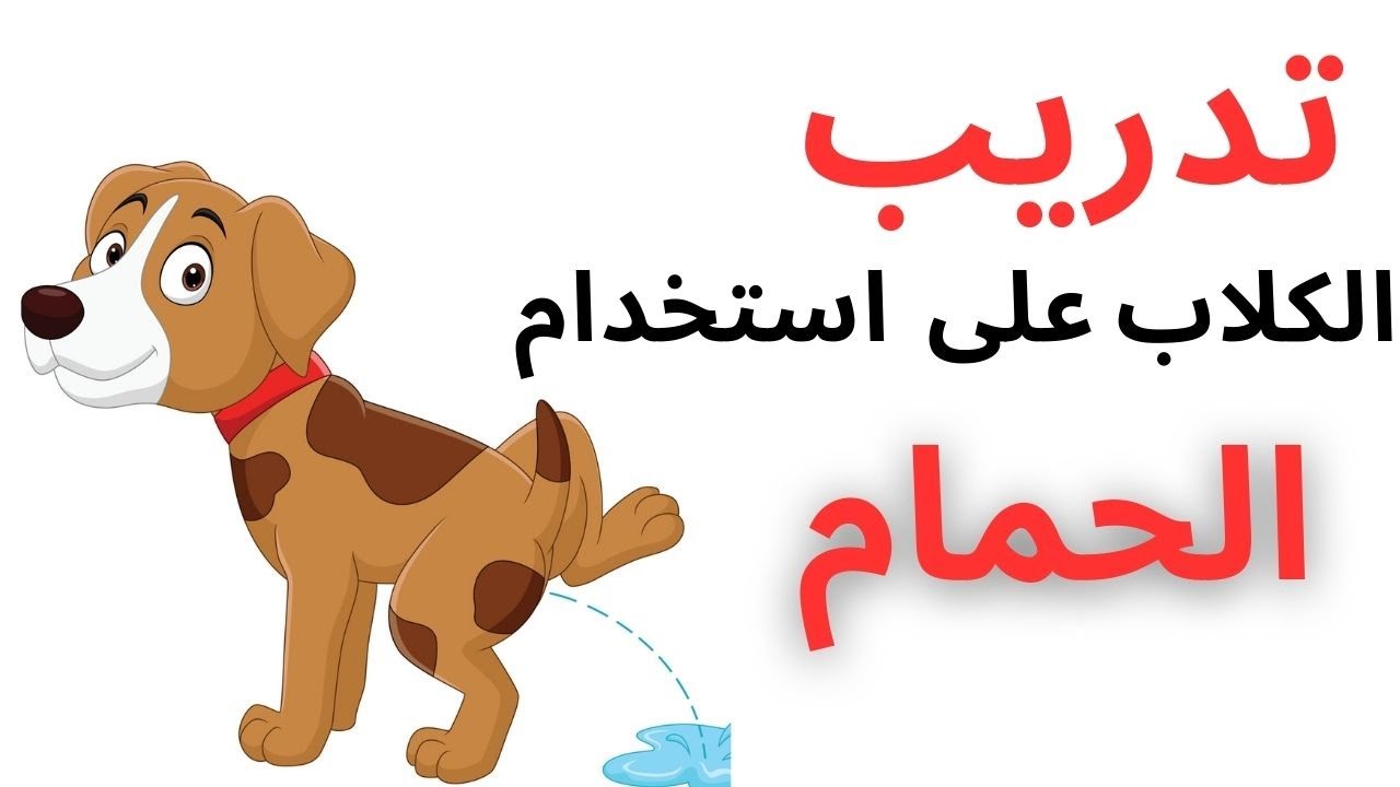 تدريب الكلاب على استخدام الحمام
