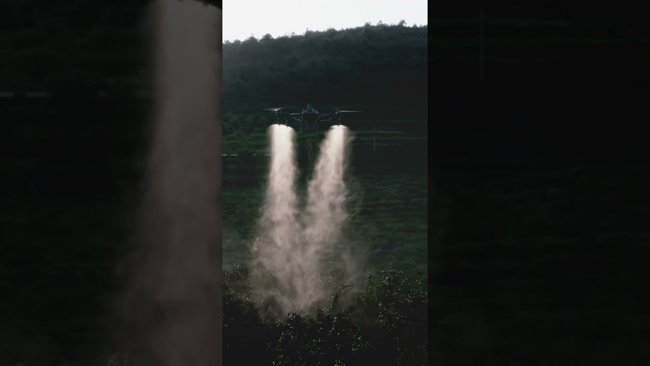 Low sun, dark grove, and four clean streams &mdash; the T70P in its element. 🍊