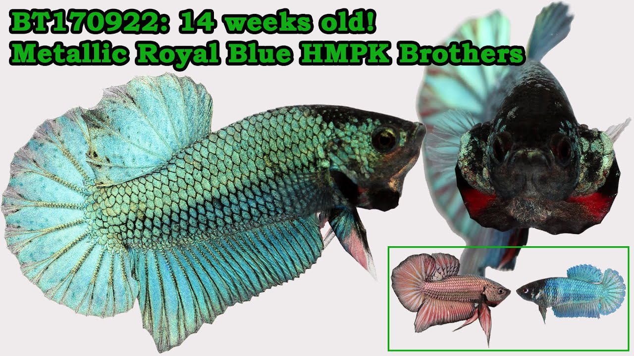 BT170922: 14-week old Heterozygous Metallic Royal Blue brothers!