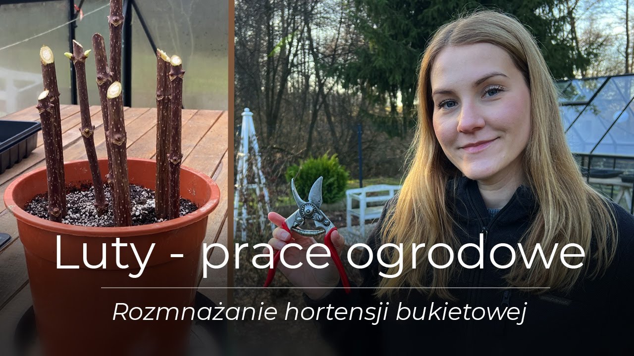 Luty i pierwsze prace porządkowe | rozmnażanie hortensji bukietowej | spacer po ogrodzie