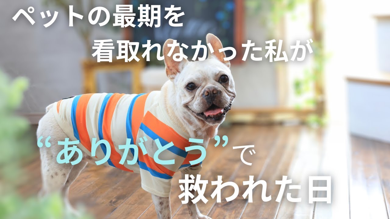 『ペットロス』ペットの最期を看取れなかった私が”ありがとう”で救われた日