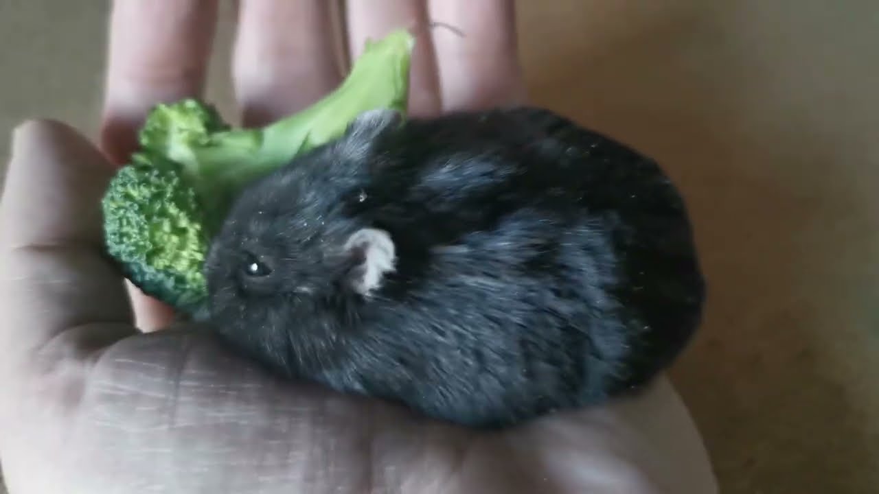 Hamster cage upgrade, Smokie got reward