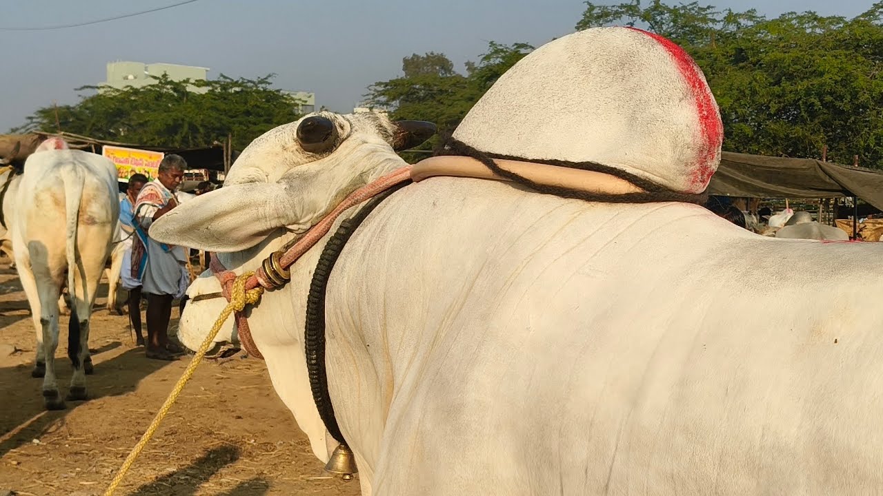 పెబ్బేరు మార్కెట్ లో సీనియర్ పోటీలకు సంబంధించిన కోడె రేటు...