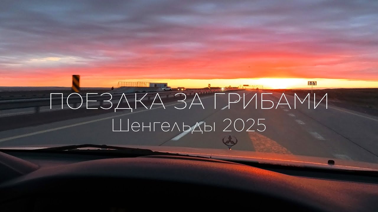 Поездка за грибами в Шенгельды. Собираем белый степной гриб, сезон 2025 открыт.