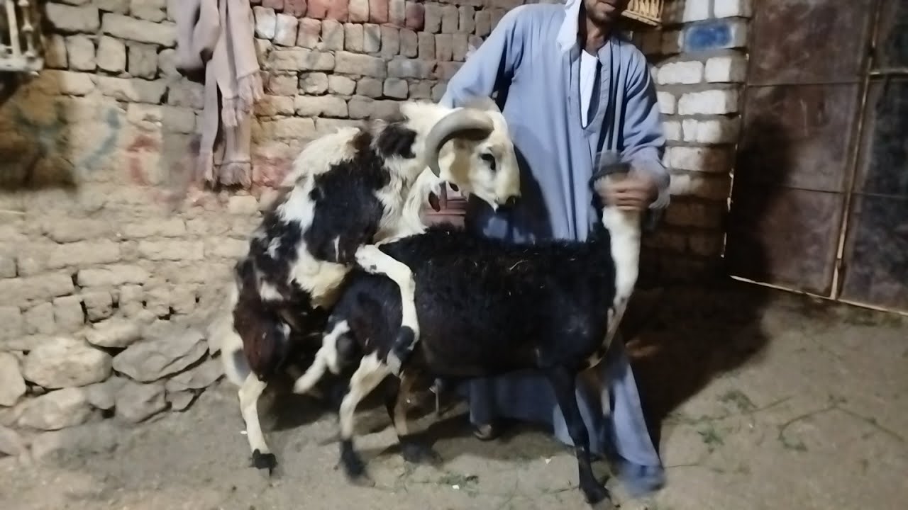 عروض النوادر غنامات عشر راوخي بردسي بيور وخروف طلوقة ببلاش (٠١١٥٧٧٩٠٦٠١)#عروض_بيع_الاغنام 