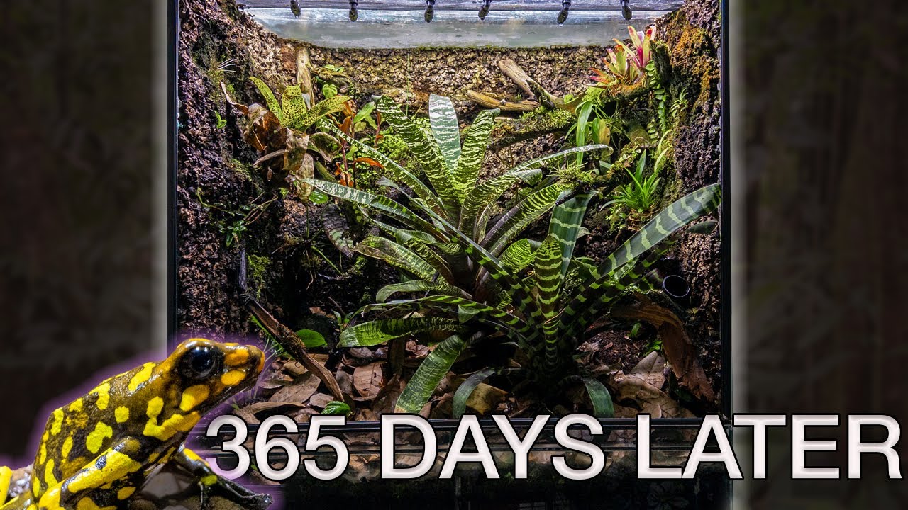 Террариум для ядовитых лягушек объемом 110 галлонов!! 1 год спустя!🌿