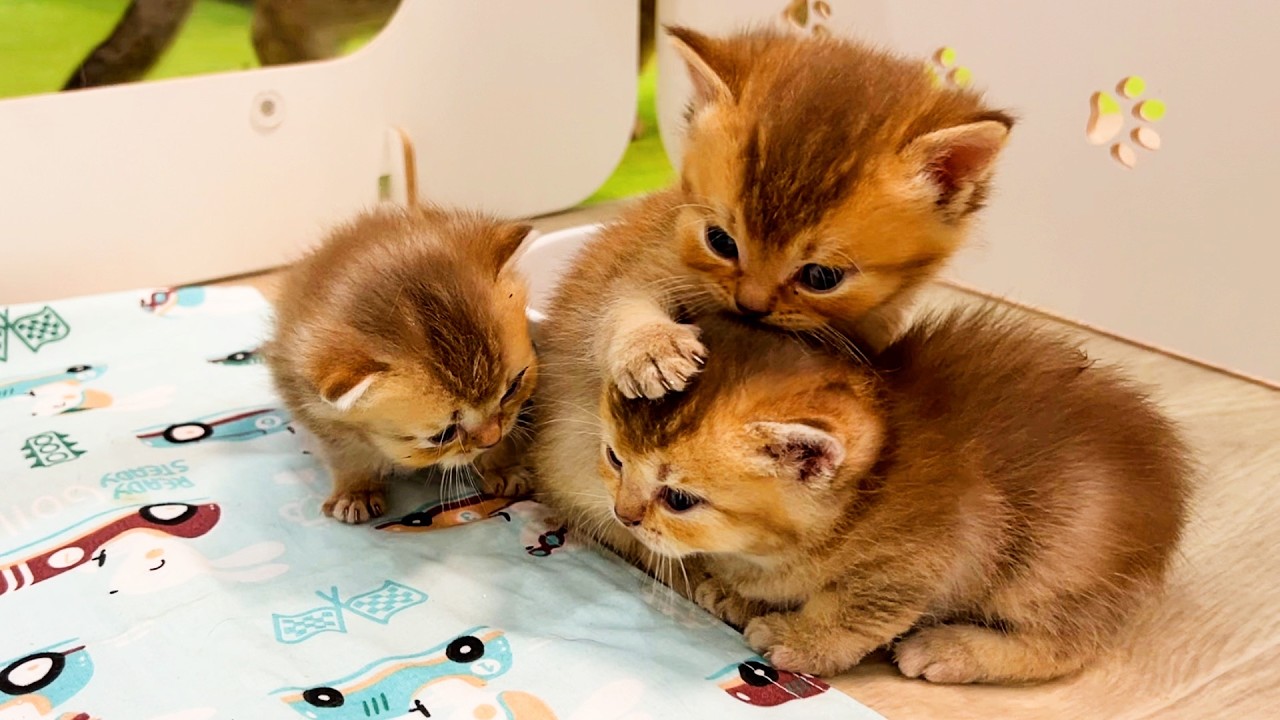 Котята громко мяукают и зовут маму кошку, но она бросила их. Субтитры!