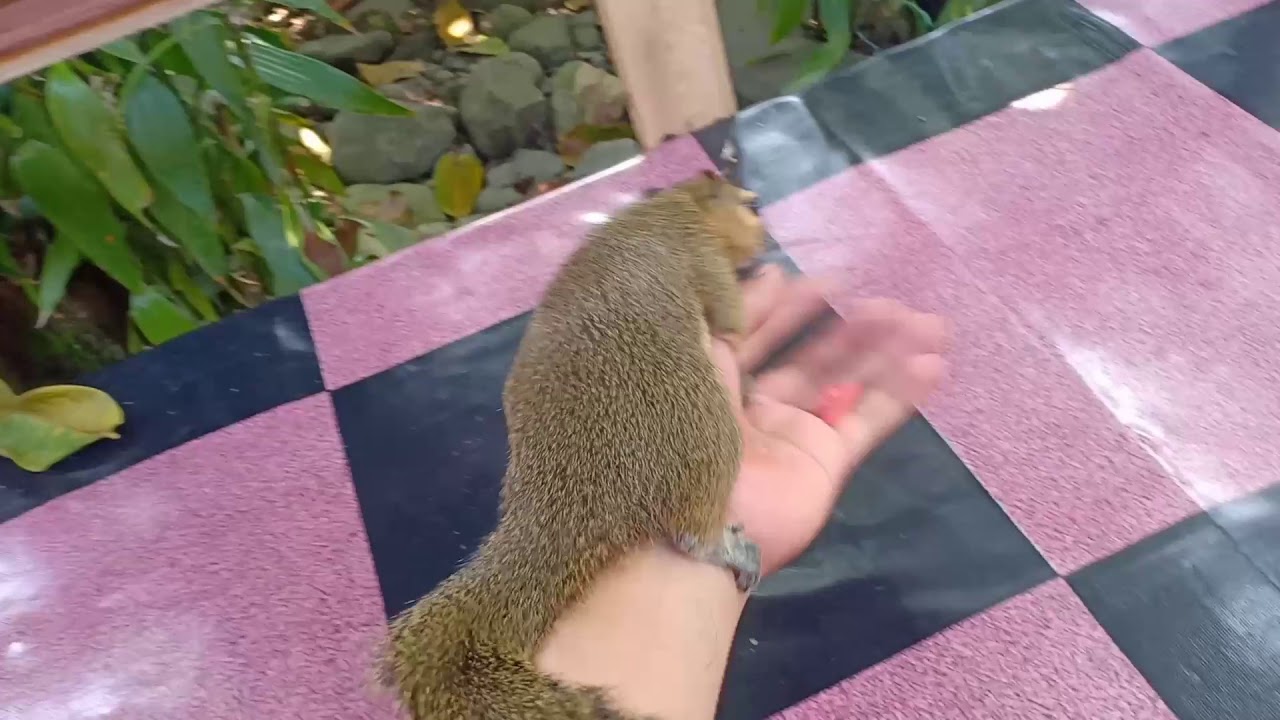 BERMAIN BERSAMA TUPAI JINAK