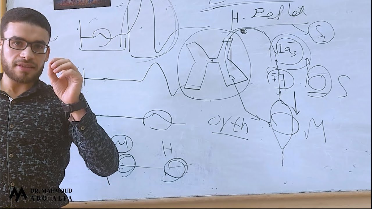 Chapter11 EDX– Tibial H Reflex - Nerve Conduction Study Lower Extremity Techniques
