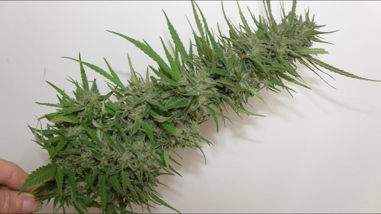 Critical Mass ⚖️ Ready for Harvest ✂️ 2020