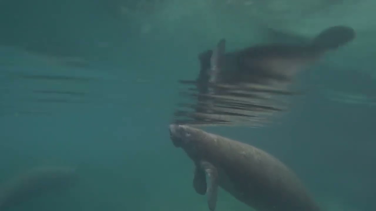 ManateeSwim 2 16 2026
