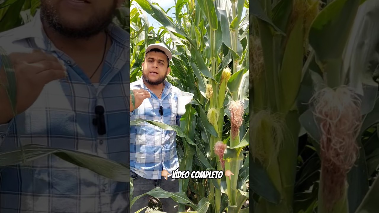 🌽🌽Que abono aplicar para el llenado de grano en ma&iacute;z🌽🌽 #agronomia #maiz #elotes #siembraycosecha