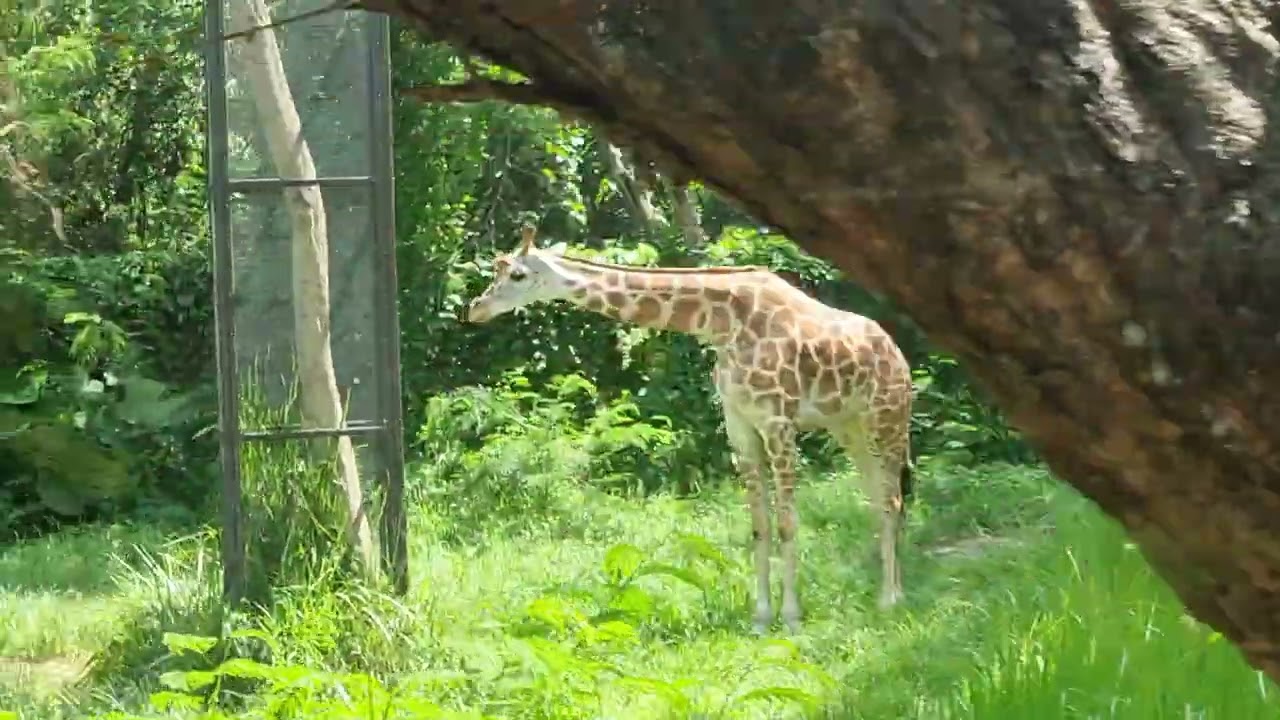 Liburan ke Bali Safari ❤️ Zefanya Oyanio