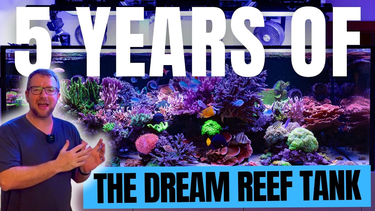 5 Years of the dream reef tank - Has it achieved what I wanted it to do?