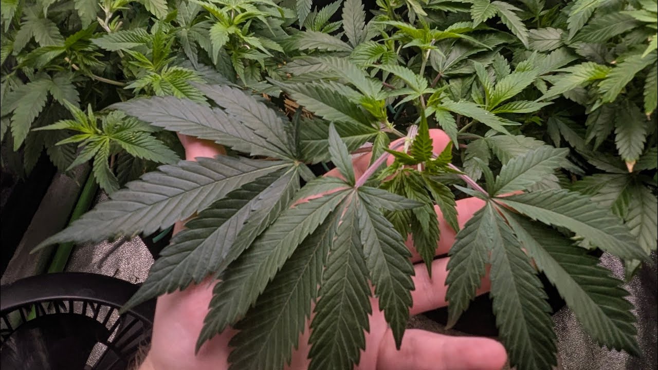 growing (The white OG) from seedsmanseeds! first ever photo cultivar I've ever grown back n the day!