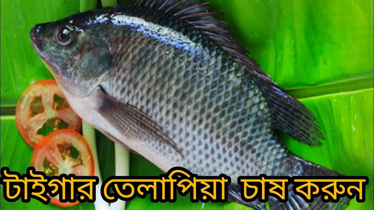 টাইগার তেলাপিয়া মাছ চাষ করুন  মোবাইল ✆ 01771793800