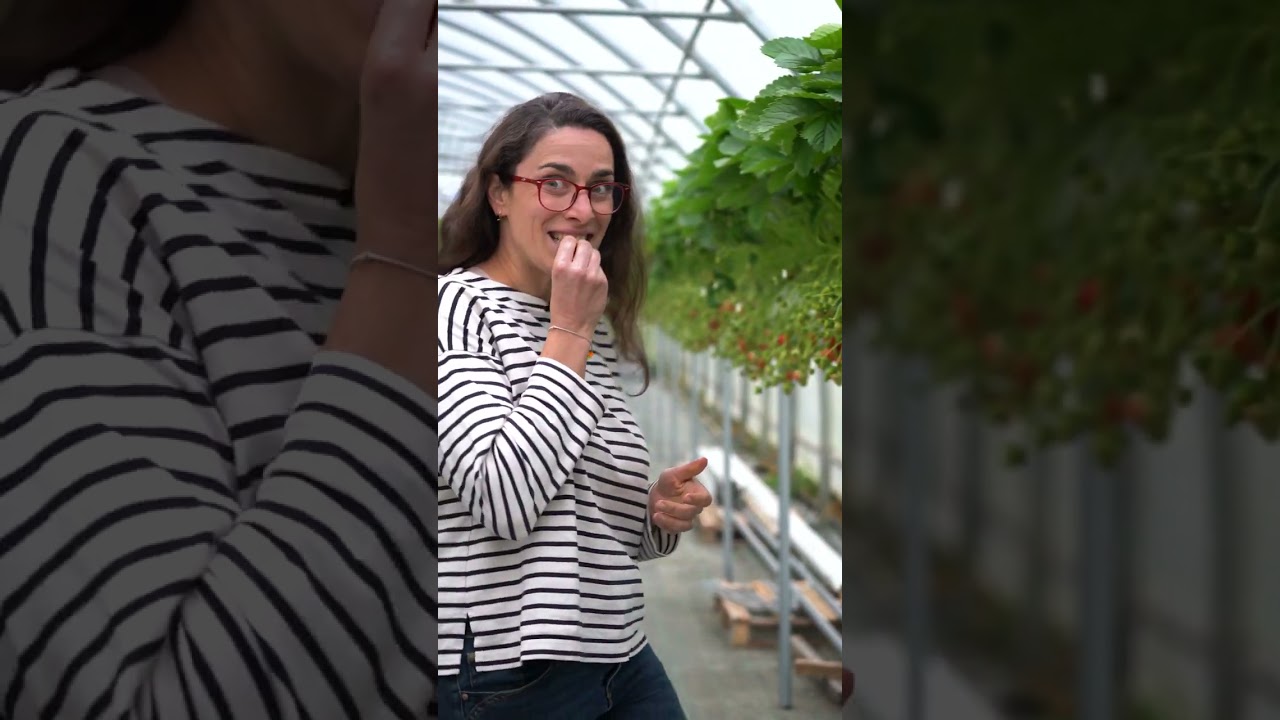 Produire des fraises en hors-sol, partout !