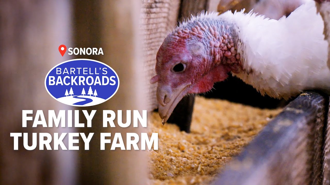 One of California's oldest family run turkey farms | Bartell's Backroads
