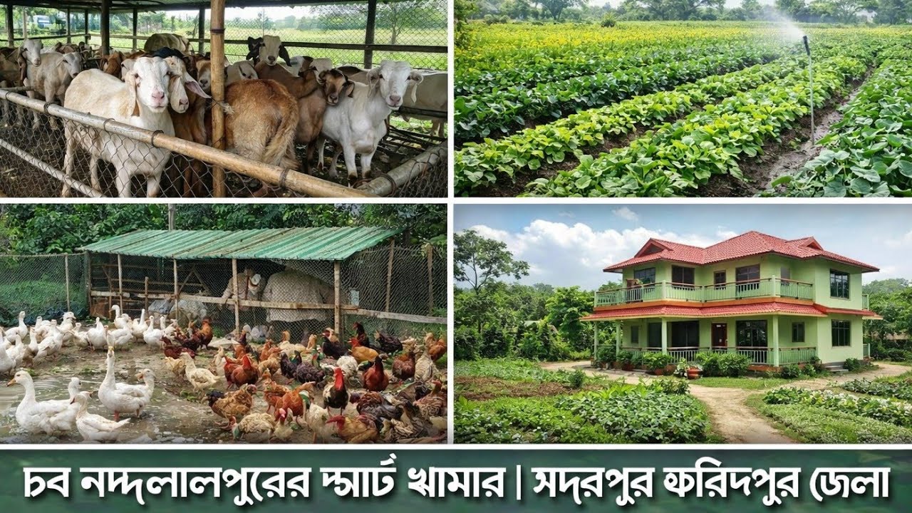 আপনিও করতে পারেন স্বপ্নের খামার। অল্প পুঁজি বেশি লাভ। চর নন্দলালপুর সদরপুর ফরিপুর