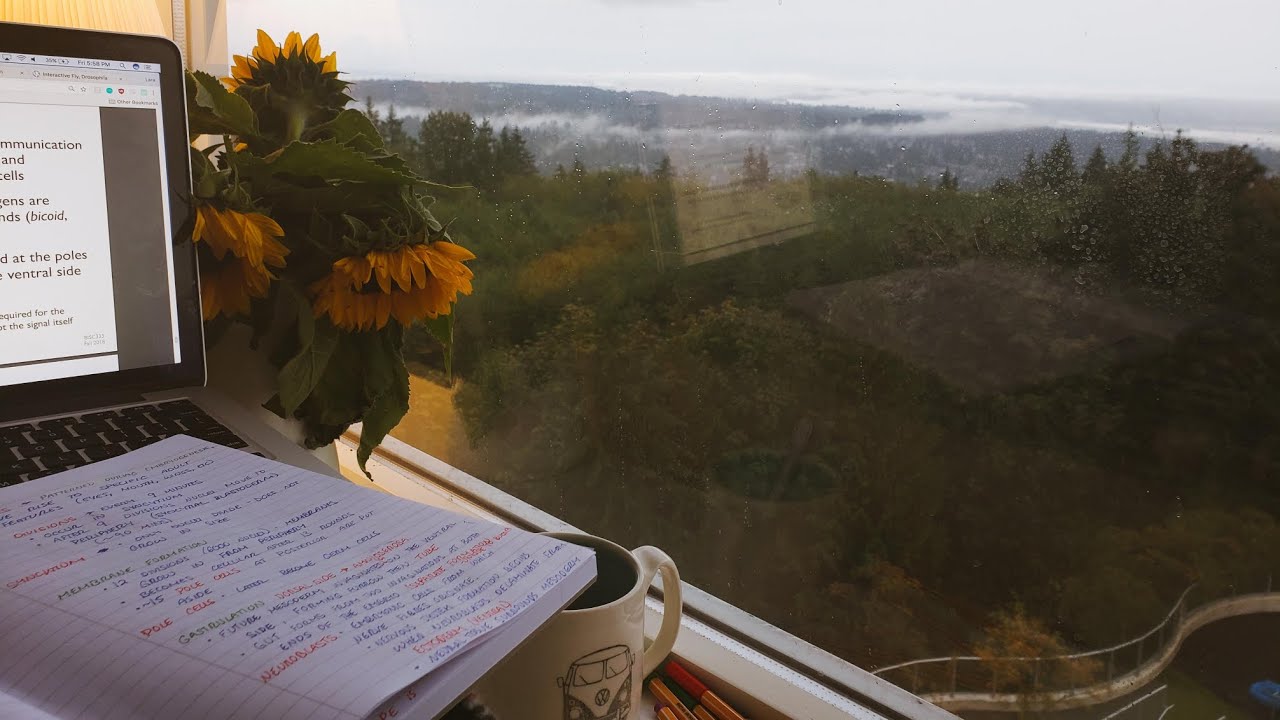 NO ADS / GENTLE RAIN RELAXING RAIN / FOR FOCUS AND STUDY/ FOR RELAXING/ 40 MINUTES
