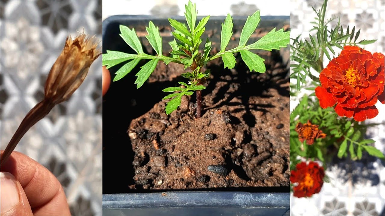 Comment planter une Rose d'inde