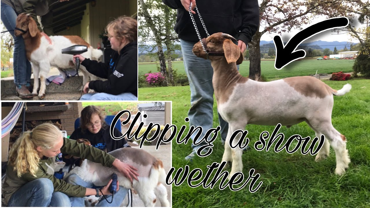 Part 2: Washing & CLIPPING A Market Wether Goat for Show (without a fitting stand)!