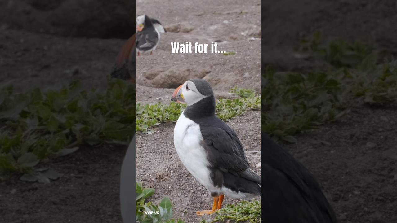 Wait for it&hellip; | #Puffin #WWF