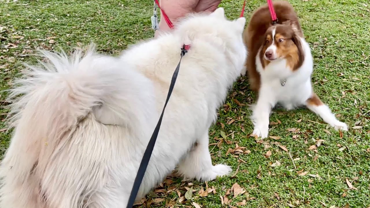 Husky Meets An Australian Shepherd While On a Walk