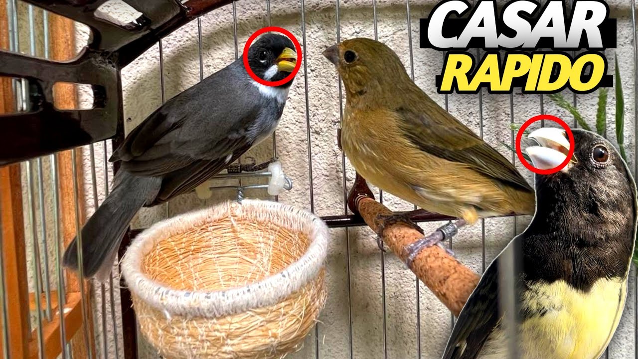 como Casar Meu coleiro E Papa capim DA forma Mais Rápida QUE EXISTE