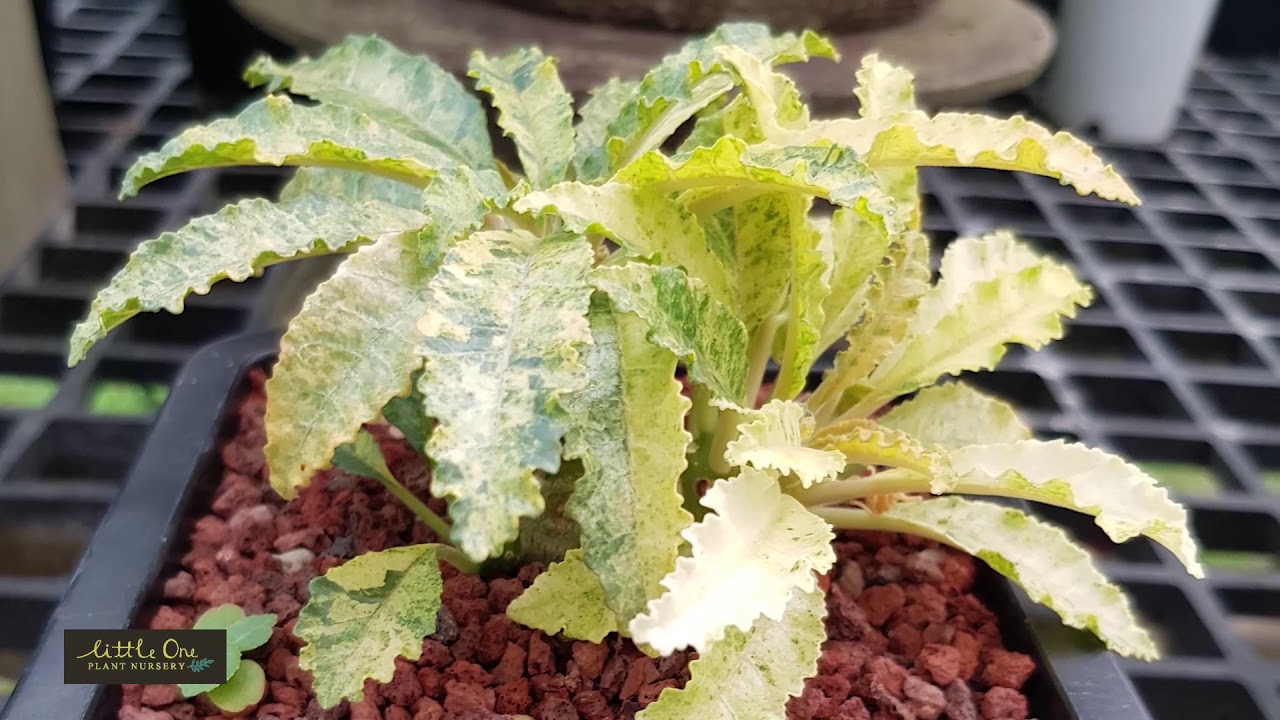 How to distinguish Dorstenia variegated การอ่านมะพร้าวทะเลทรายด่าง