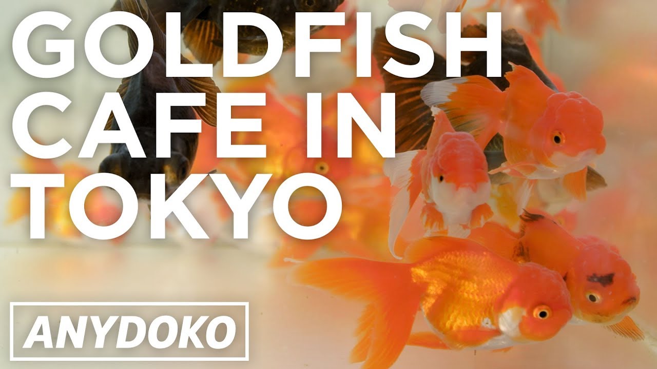 Awesome Goldfish Cafe in Tokyo
