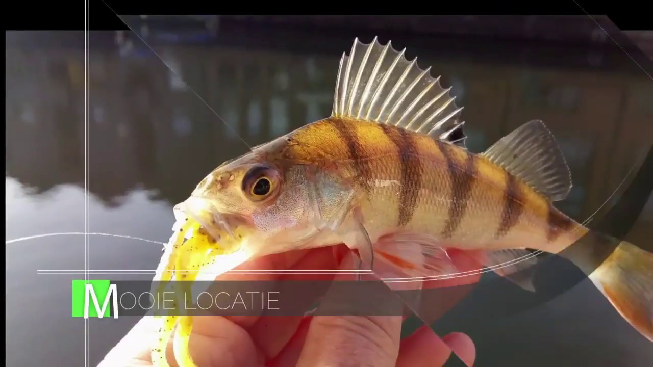 streetfishing nederland - fishing in holland - the pike