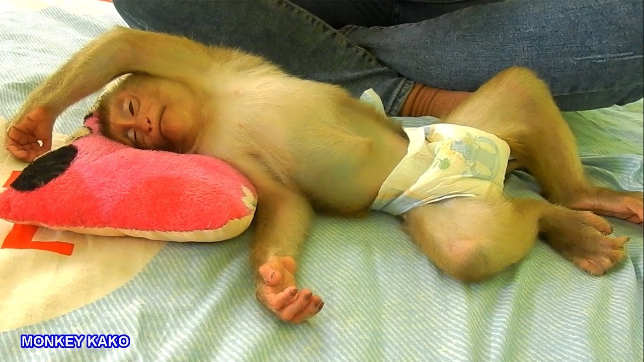 Baby Monkey Kako Sleep Well After Mom Give Lovely Pillow To Him
